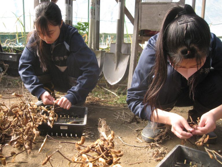 大豆の種取り